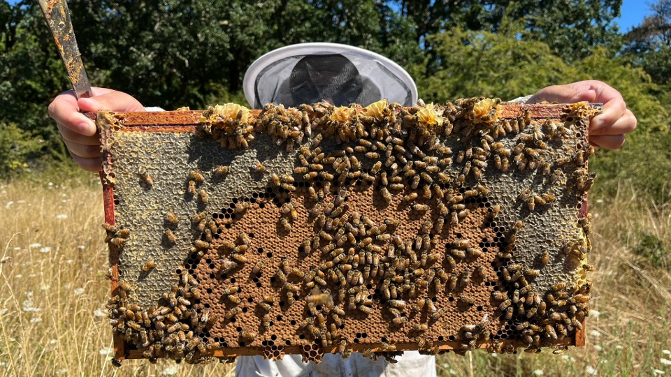 Honey bee hive frame containing proper distribution of capped honey bee brood (continuous, not spotty) surrounded by honey.