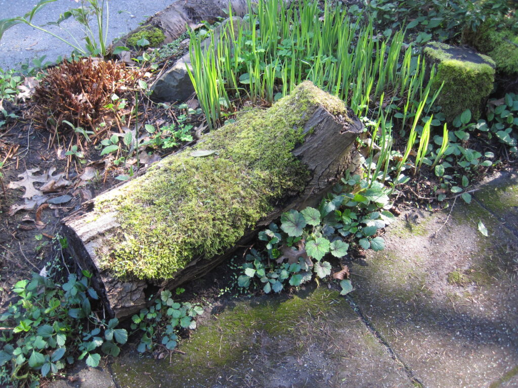 Moss-covered fallen log in a garden bed surrounded by green plants and groundcover next to a paved path.