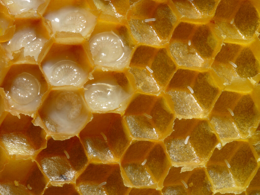 Comb containing honey bee eggs and larvae in healthy amounts of brood food.