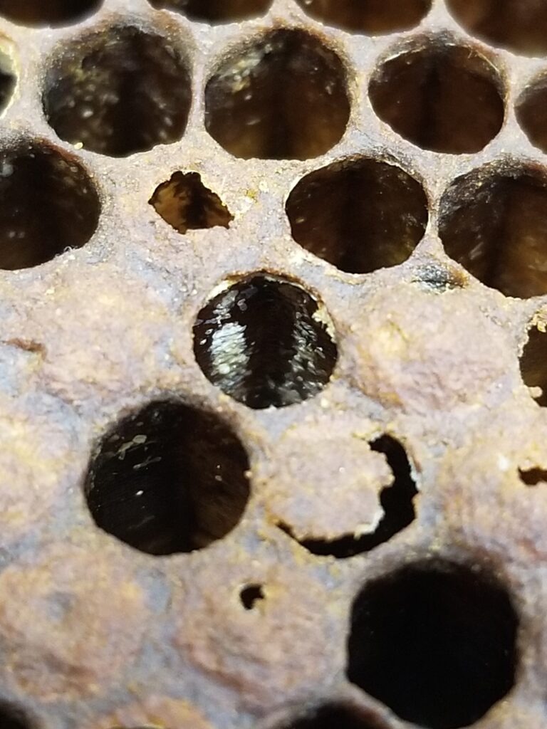 Varroa feces in honey bee cell.