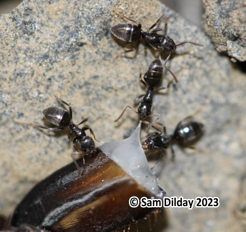 Odorous house ant workers feeding on an insect limb.