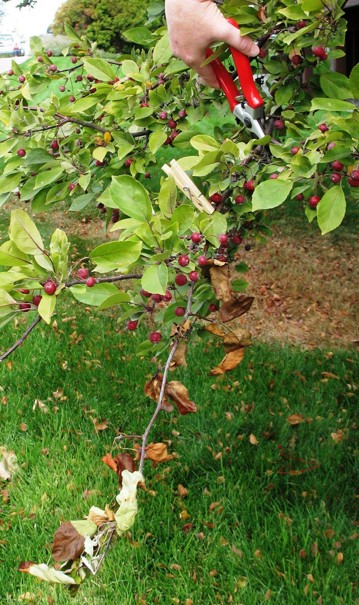 A person cuts off a small branch of a tree with many small red fruit.