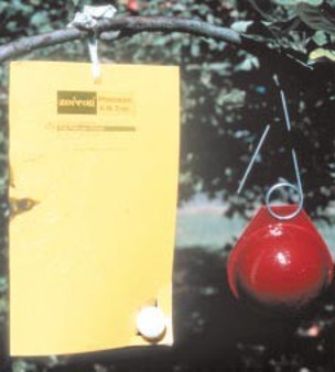 Yellow fly trap paper on a branch, set up next to a fake red apple.