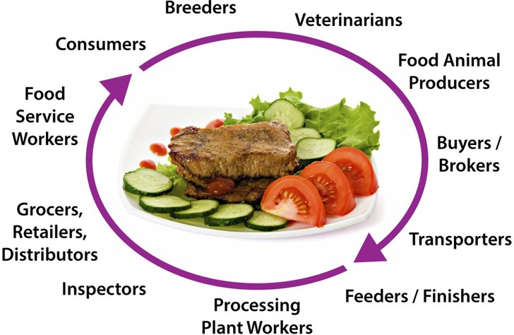 A diagram that shows the cycle of people in food production. The diagrams flows clockwise, in this order: breeders, veterinarians, food animal producers, buyers/brokers, transporters, feeders/finishers, processing plant workers, inspectors, grocers/retailers/distributors, food service workers, and consumers.