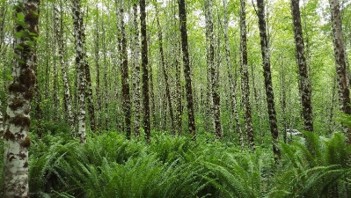 A dense, green forest.
