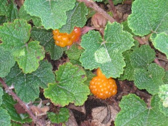 An orange drupelet fruit grows close to the ground, covered by green leaves.