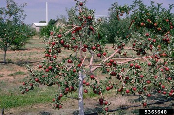 A red apple tree with minimal excess foliage and branches.