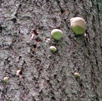 Round, white mushrooms on tree trunk.