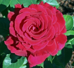A dark pink rose.