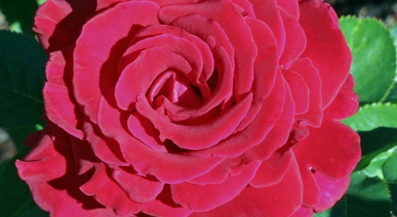 A dark pink rose.