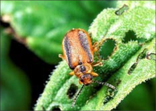 A small brown bug with two black strips on its abdomen and black dots on its thorax and head.
