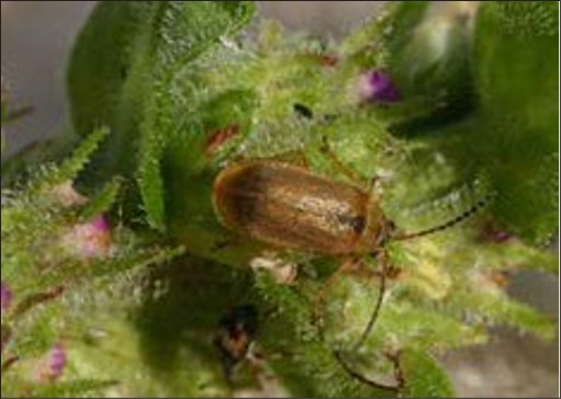 A small round brown bug.