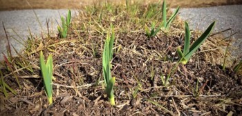 Bulb sprouts grow out of a hay bale.