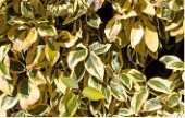 Green leaves with yellow margins from a Gilt Edge Silverberry Shrub.