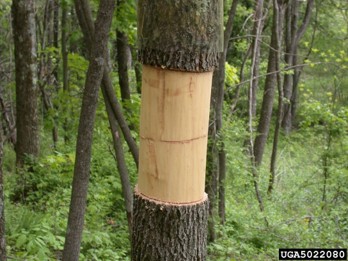 A brown ash tree completely stripped of bark in the middle, exposing it's pale wood.