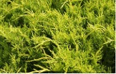 Spreading yellow groundcover foliage of a Gold Coast Juniper shrub.