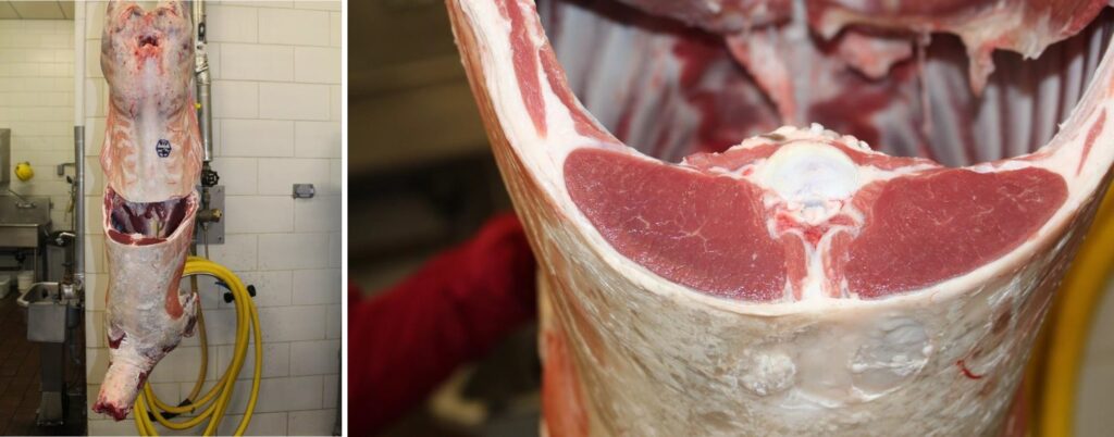On the left, a hanging cleaned and prepared lamb carcass. On the right , a close up of the carcass back fat cut.