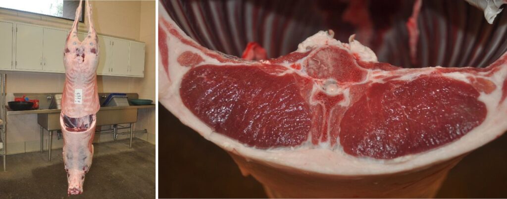 On the left, a hanging cleaned and prepared lamb carcass. On the right, a close up of the carcass back fat cut.