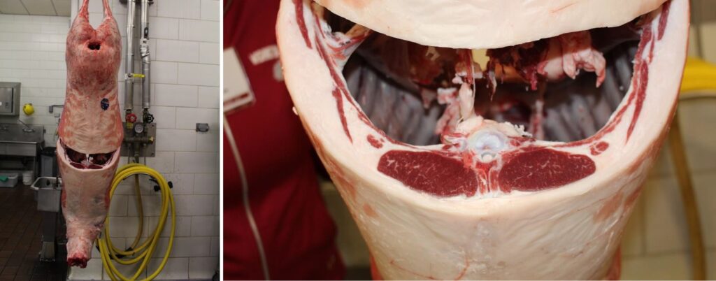 On the left, a hanging cleaned and prepared lamb carcass. On the right , a close up of the carcass back fat cut.