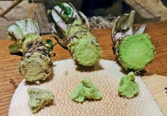 Three thick green wasabi stems are grated to a paste. The stems vary in freshness, with the leftmost being more brown, the middle stem being an average green, and the rightmost being a bright green. The paste that comes from each stem is placed directly in front of it, and corresponds to the color of that stem.