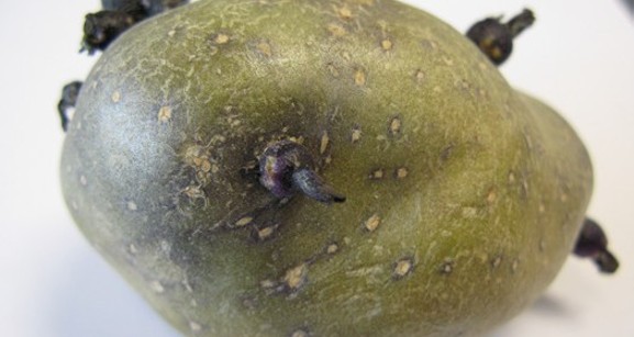 A potato with green skin.