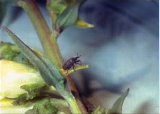 A small black bug on a stem.