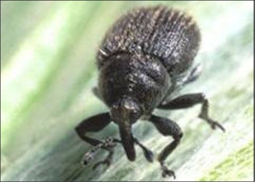 A small black bug.