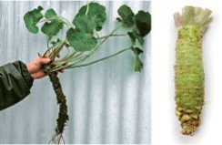 Two images. On the left, a mature wasabi plant with long stems, leaves, a thick stem and roots. On the right, a market ready wasabi stem, which has removed leaves, stems, and roots, leaving only the cleaned primary thicker stem.