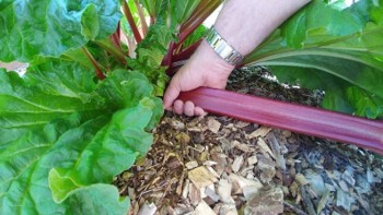 A person harvests rhubarb at the base of the purple stem.