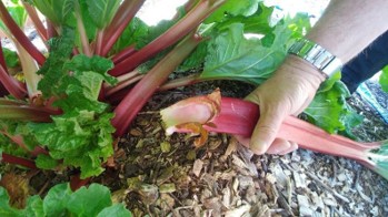 A person shows a freshly harvested rhubarb stem. The base is a pale light green.