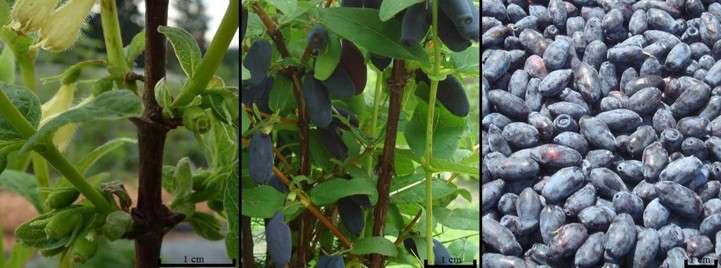 Three images. On the left, yellow-green flowers on the bush. In the middle, blue, oblong berries on the vine. On the right, a pile of blue, oblong berries.