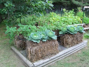 Hay bales in a garden bed support many leafy plants.