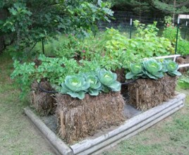 Hay bales in a garden bed support many leafy plants.