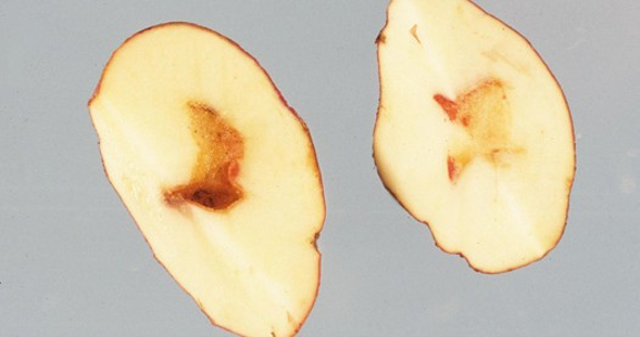Large white potato wedges with large asymmetrical holes.
