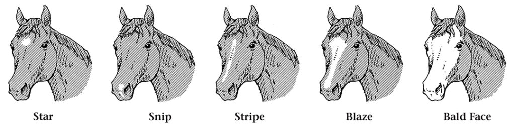Illustration of horse heads each showing a different marking.