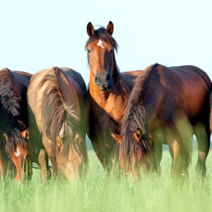 Group of horses in a pasture