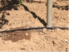 Long black tubing running along the dirt with small holes from watering.
