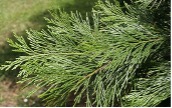 Long green needles of an Incense Cedar tree.