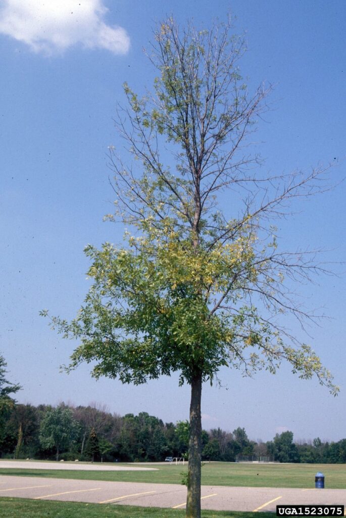 Tree with significant leaf loss.