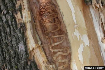 Infested bark and wood with serpentine bug path.