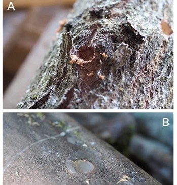 On the top image, sawdust sitting below the surface of an inoculation hole in the bark. On the bottom image, wax covers the hole and is flush with the bark.