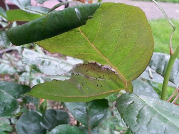 Small black dots on the underside of a leaf.