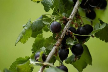 Small dark blue berries on a branch.