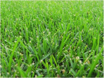 Taller green grass known as Kentucky Bluegrass.