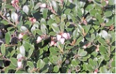 Shrub with oblong green leaves and small pink flowers.