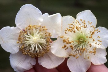 Two white flowers. The pistil of the left flower is more condensed, while the right flower's stamen is more spread out.