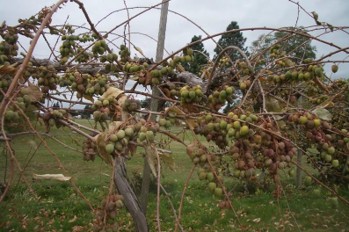 Clusters of green kiwi fruit on a sparse tree.