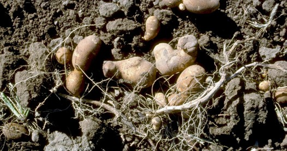 Lumpy or knobby yellow potatoes in the dirt.