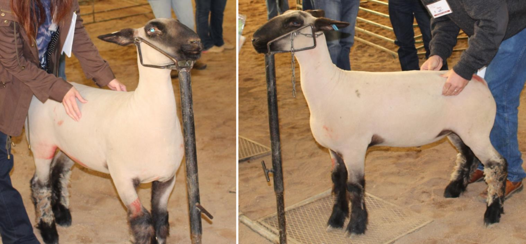 Two images of a lamb being evaluated at a show. The lamb stands in front of a person with their hands above it's back legs.