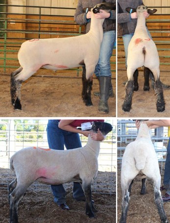 Four images of a lamb being evaluated at a show. In the two left images, the side of the lamb is shown, and the person stands to the side and holds the lamb under their jaw. In the two right images, the back of the lamb is shown, and the person stands to the side and holds the lamb under their jaw.